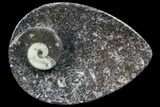 Lot:  Tear Drop Shape Fossil Stoneware - Pieces #77693-2